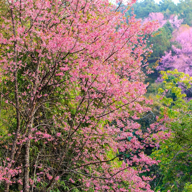 Roze Sakura-dichte omhooggaand van de kersenbloesem in Japan