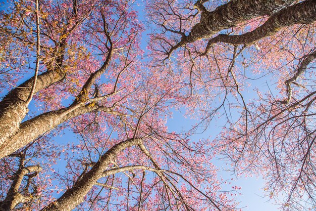 Roze Sakura-dichte omhooggaand van de kersenbloesem in Japan