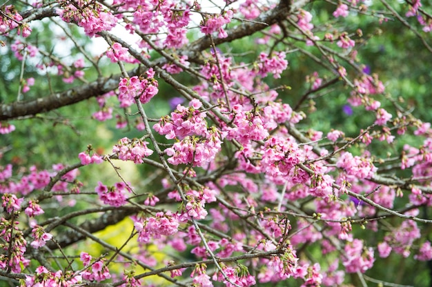 Roze Sakura in de tuin.