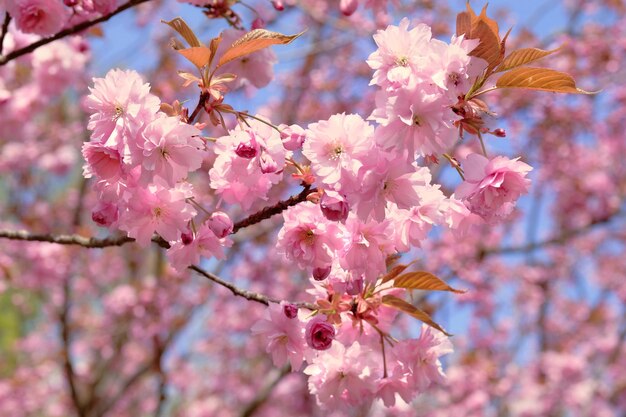 Roze sakura-kersenbloesems Close-up op twijgen met bloemen op heldere dag met blauwe lucht erachter