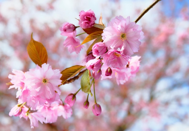 Roze sakura-kersenbloesems Close-up op twijgen met bloemen op heldere dag met blauwe lucht erachter