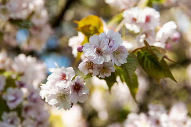 Roze sakurabloem, de boom van de kersenbloesem in park.