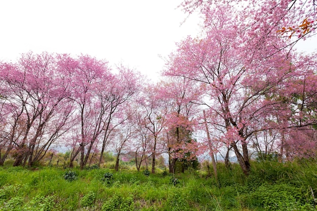 Roze sakurabloesems op onverharde weg in thailand