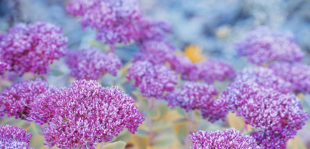 Roze sedum bloemen in rijp op bloembed