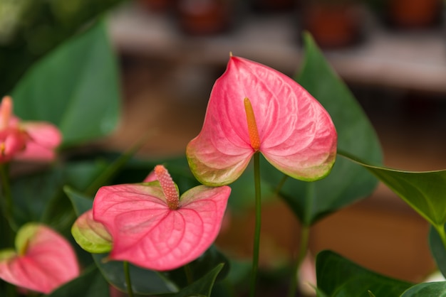 Roze Spadix-bloem