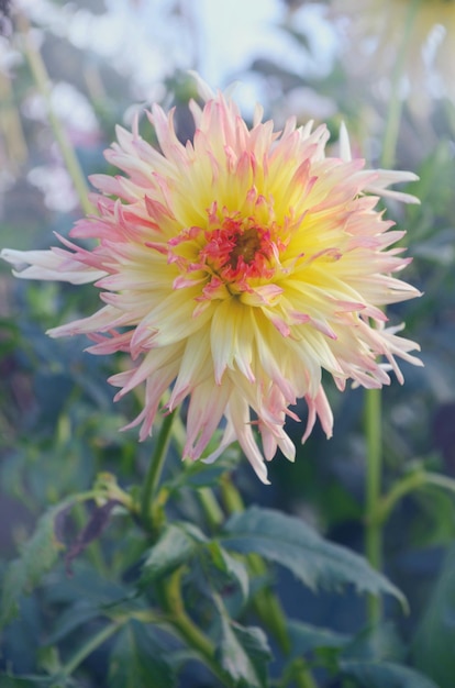 Roze spin dahlia bloem Roze cactus dahlia Close up van bloeiende roze dahlia