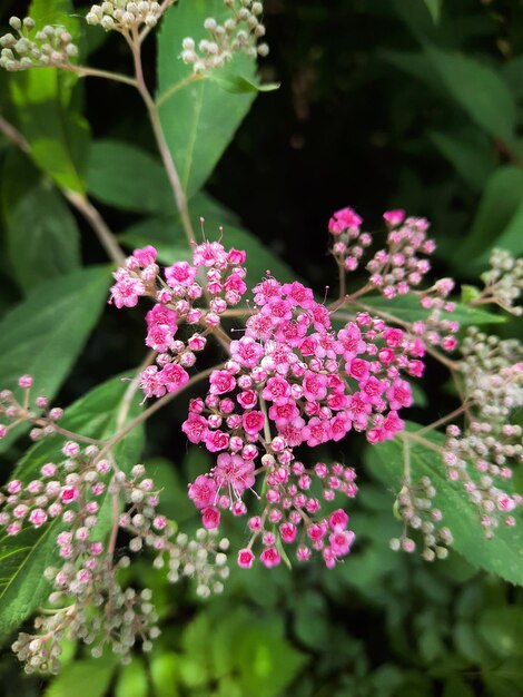 Roze spiraea japonica