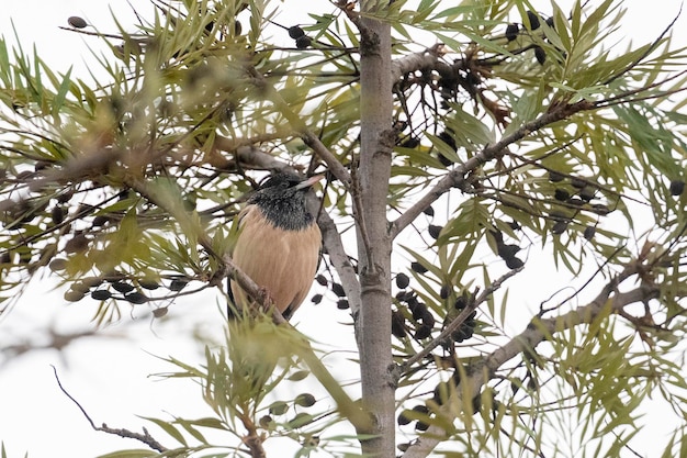 Roze spreeuw (Sturnus roseus) Malaga, Spanje