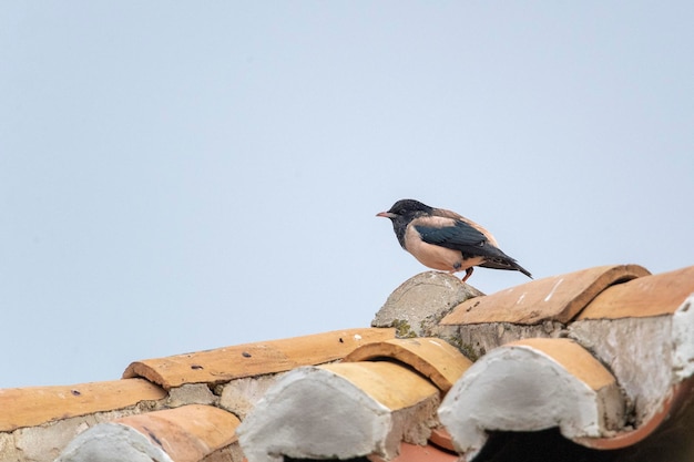 Roze spreeuw (Sturnus roseus) Malaga, Spanje