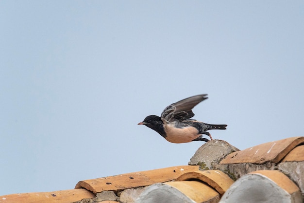 Roze spreeuw (Sturnus roseus) Malaga, Spanje