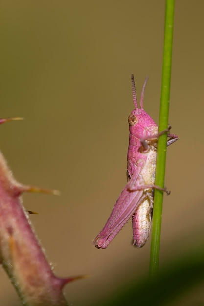 Roze sprinkhaan met erythrisme klampt zich vast aan een gras genetische mutatie camouflage problemen unieke individuen