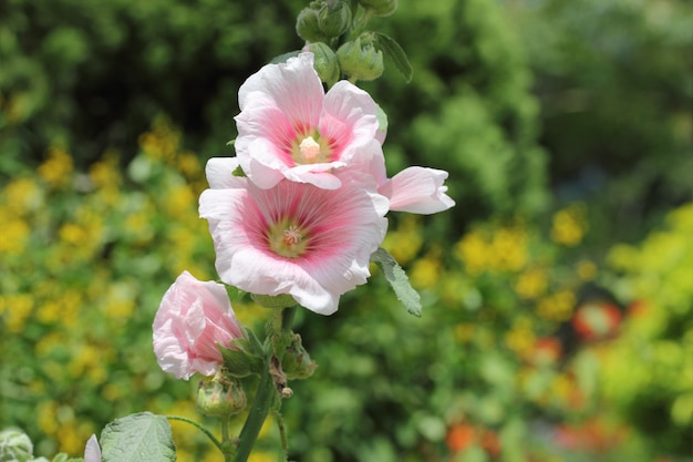 Roze stokroosbloem in tuin.