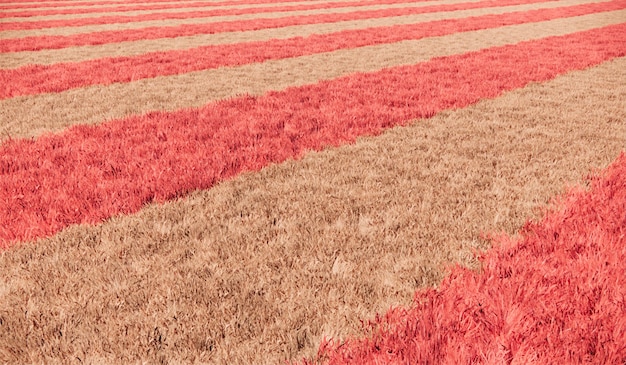 Roze streep grasveld landschap achtergrond