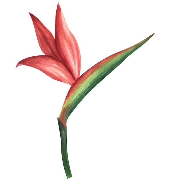 Roze strelitzia bloem paradijsvogel Jungle tropisch gebladerte aquarel illustratie geïsoleerd