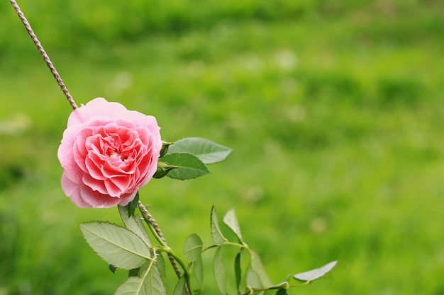 Roze theeroos in de tuin