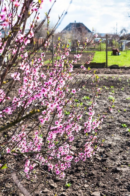 Roze tot bloei komende perzikboom en moestuin