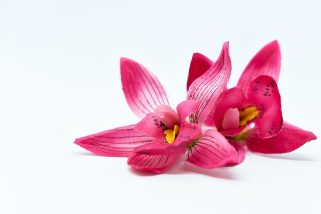 Roze tropische bloem orchidee frangipani op wit oppervlak mock up spa concept