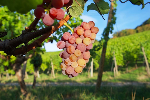 roze tros muscatdruiven in zonsondergangstralen in een wijngaard in de vroege herfst