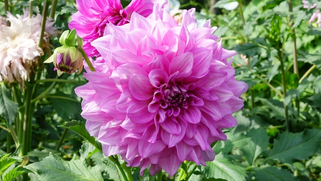 Roze tuin dahlia