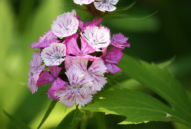 Roze tuinanjers die in tuin groeien.