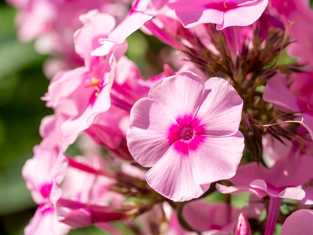 Roze tuinflox (Phlox paniculata). Bloeiende tak van roze phlox in de tuin. Zachte wazig selectieve aandacht.