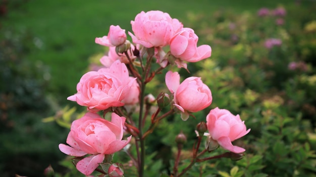 Roze tuinrozen