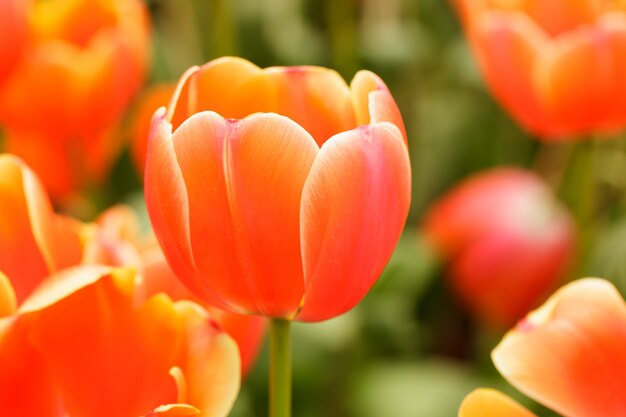 Roze tulp binnentuin