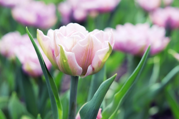 Roze tulp bloeien tegen de achtergrond van een plantage van lentebloemen park