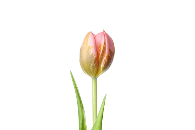 Roze tulp bloem geïsoleerd op witte achtergrond