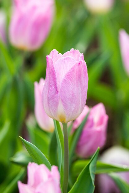 roze tulp bloem in de tuin, close-up