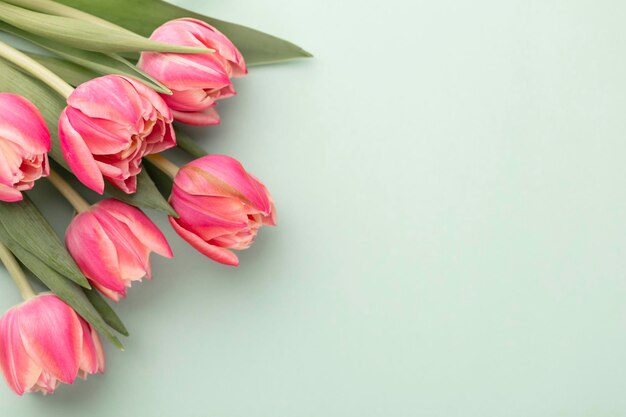 Roze tulp bloem op pastel tabelachtergrond met kopie ruimte voor tekst. Liefde, Internationale Vrouwendag, Moederdag en Happy Valentine day concept.