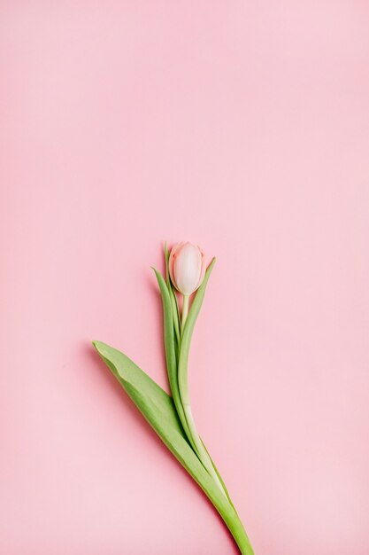 Roze tulp bloem plat lag floral concept