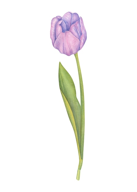 Foto roze tulp bloem waterverf illustratie schilderij botanische kunst doorzichtige groetkaart