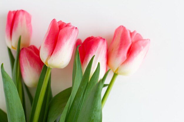 Roze tulp bloemen boeket op witte achtergrond Plat lag bovenaanzicht Selectieve aandacht