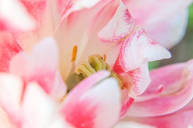 Roze tulp bloemen in de lentetijd close-up macro van verse lentebloem in de tuin