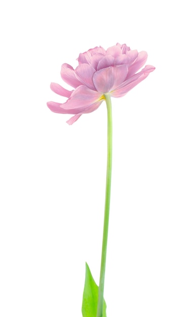Roze tulp geïsoleerd op wit