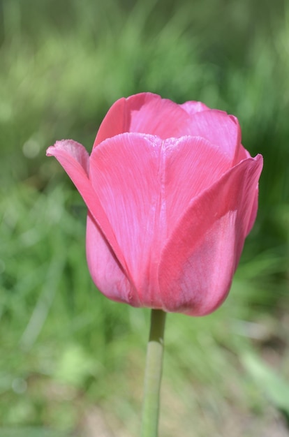 Roze tulp in de tuin Verse roze tulpen Lente wazige achtergrond en tulpen Roze tulp triomf Barcelona bloemen op groene lente achtergrond