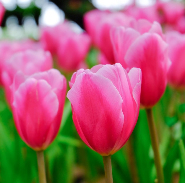 Roze tulp in een prachtig veld.