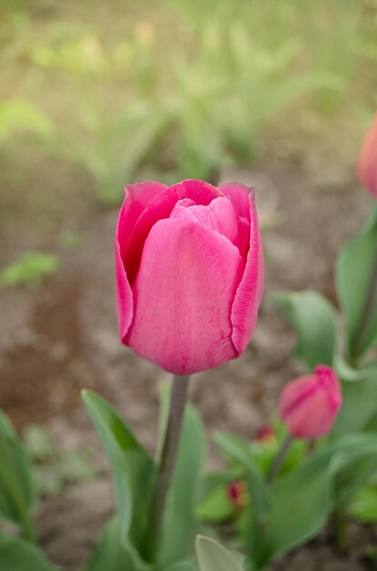 Roze tulp in tuin Verse roze tulpen