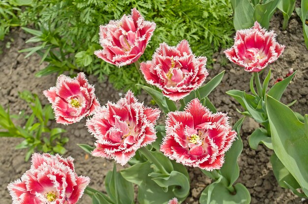 Roze tulp met omzoomde badstof Roze tulp omzoomd met witte rafelige randen