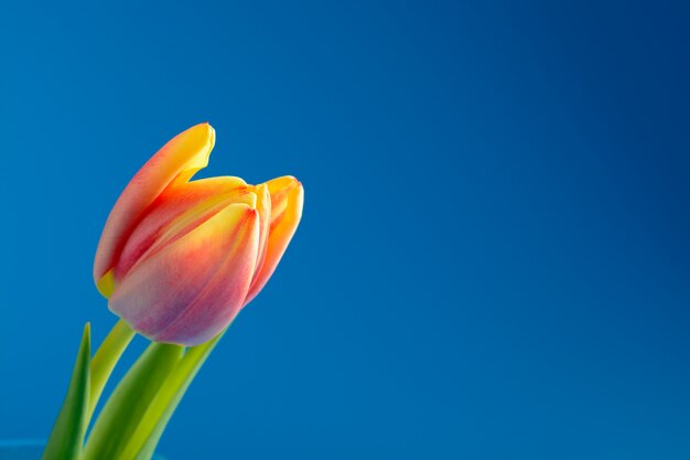 Roze tulp op een blauw