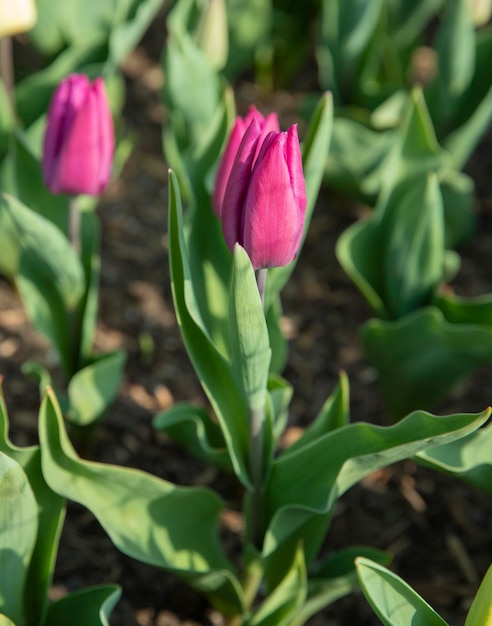 roze tulp op een groene achtergrond in het park in de lente