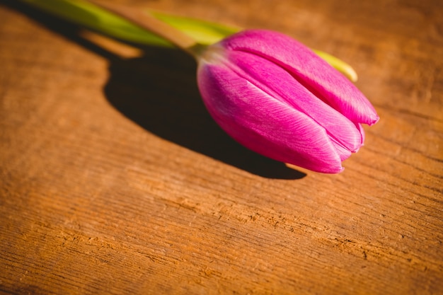 Roze tulp op houten tafel