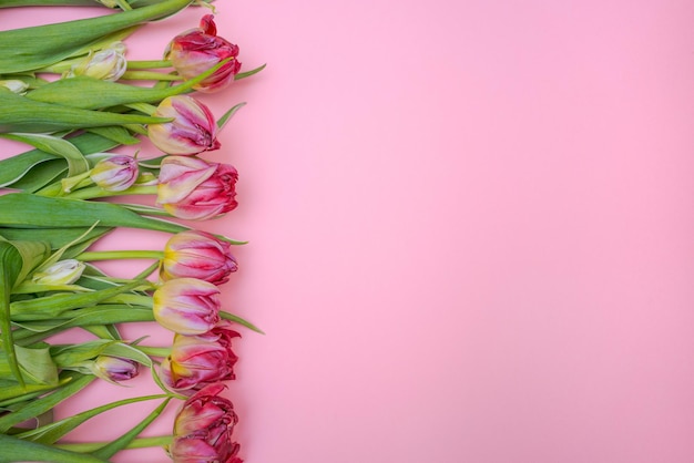 Roze tulp op roze achtergrond gefeliciteerd kaart voor moederdag of