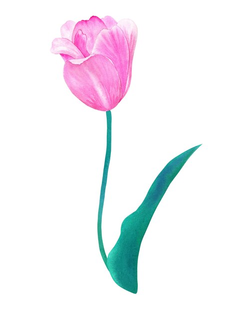 Roze tulp op steel met groen blad in pastelkleuren. Hand getekend aquarel illustratie. Geïsoleerd.