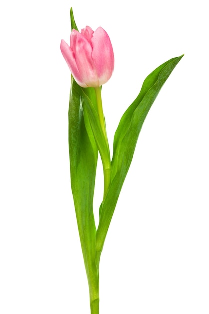 roze tulp