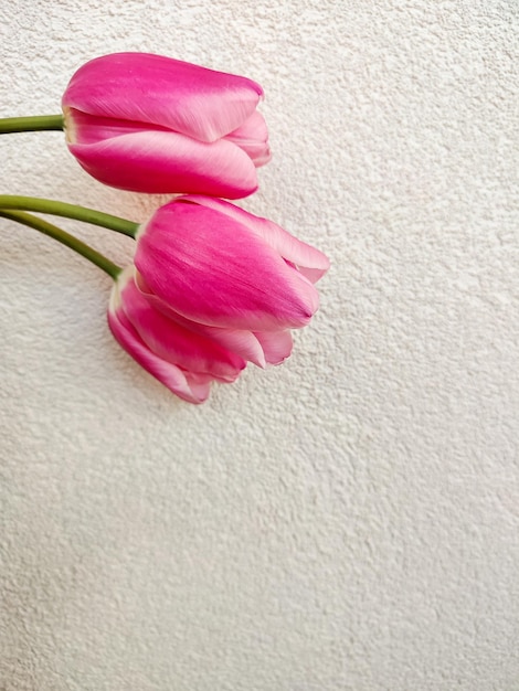 Roze tulpen behang met biege achtergrond kopie ruimte Lente of Moederdag concept