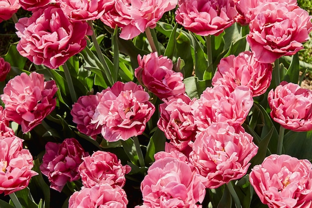 Roze tulpen. Bloemen. Bovenaanzicht
