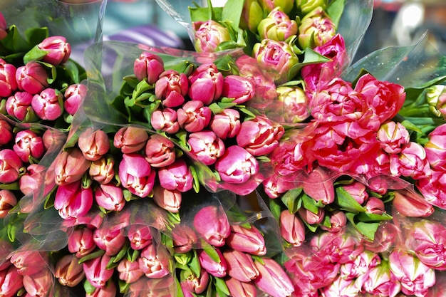 Roze tulpen bloemen te koop