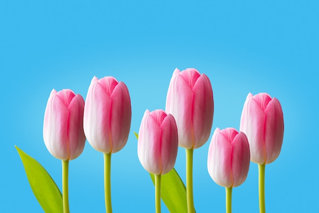 Roze tulpen geïsoleerd op blauwe achtergrond